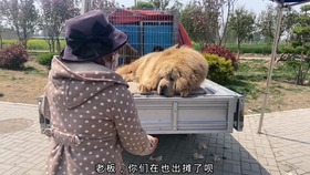 最新打豬犬出售，輕松探索自然美景之旅