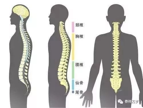 腰椎最新研究揭秘，小巷深處的健康奧秘