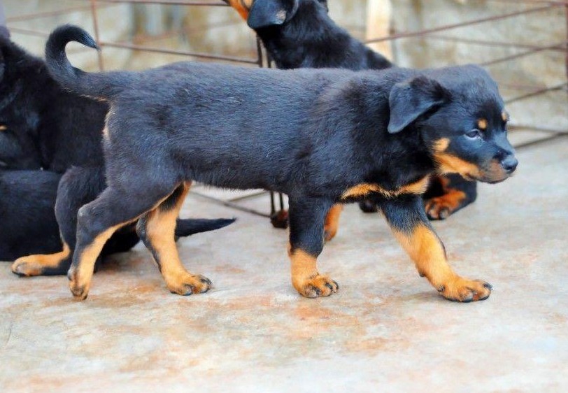 最新神犬,最新神犬，犬界新星，令人矚目的犬種