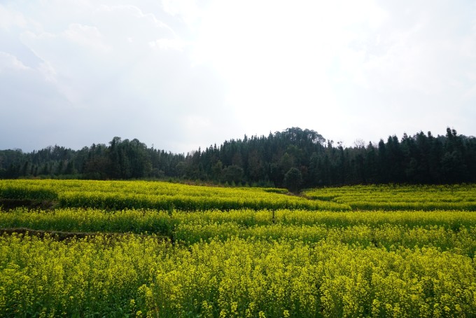 界頭油菜花盛開，自我成長的勵(lì)志之旅與變化之美探索